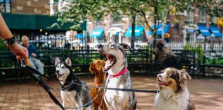 dogs in madison parks